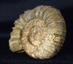 Pavlovia pavlovi (MICHALSKY 1890) - Bild &copy; FossNet FossilienStore